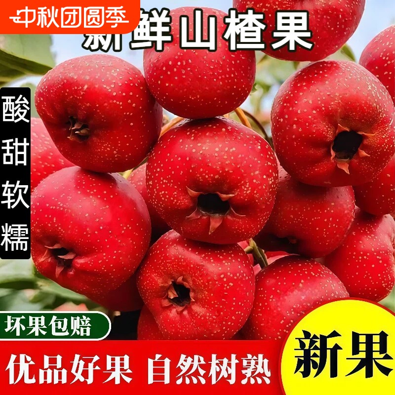 新鲜山楂果5斤水果现摘红果大山楂酸甜开胃摆摊冰糖葫芦专用包邮