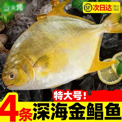金鲳鱼新鲜冷冻特大鲳鳊鱼金昌鱼鲜活海鲜平鱼白鲳冰鲜银鲳鱼海鱼