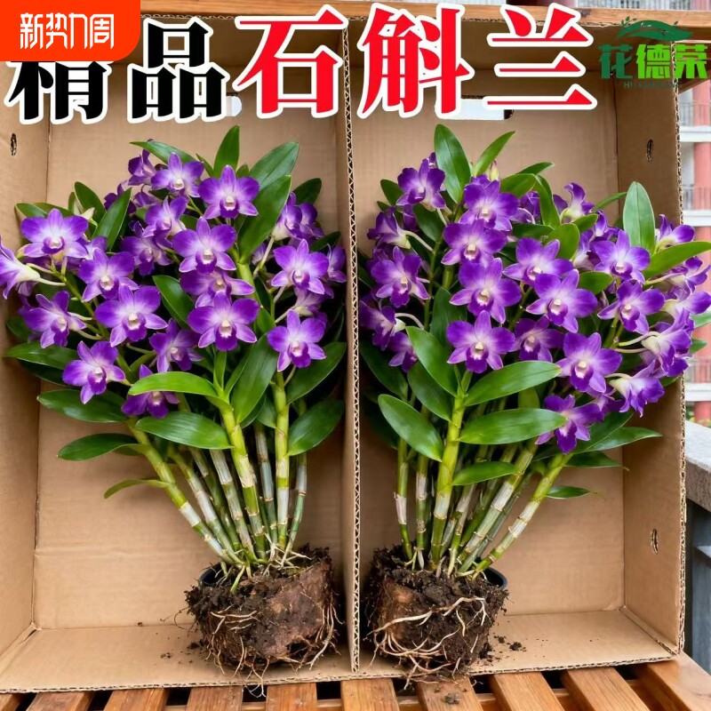七彩石斛兰盆栽带花香水石斛兰带花苞客厅绿植摆件鲜花水培植物