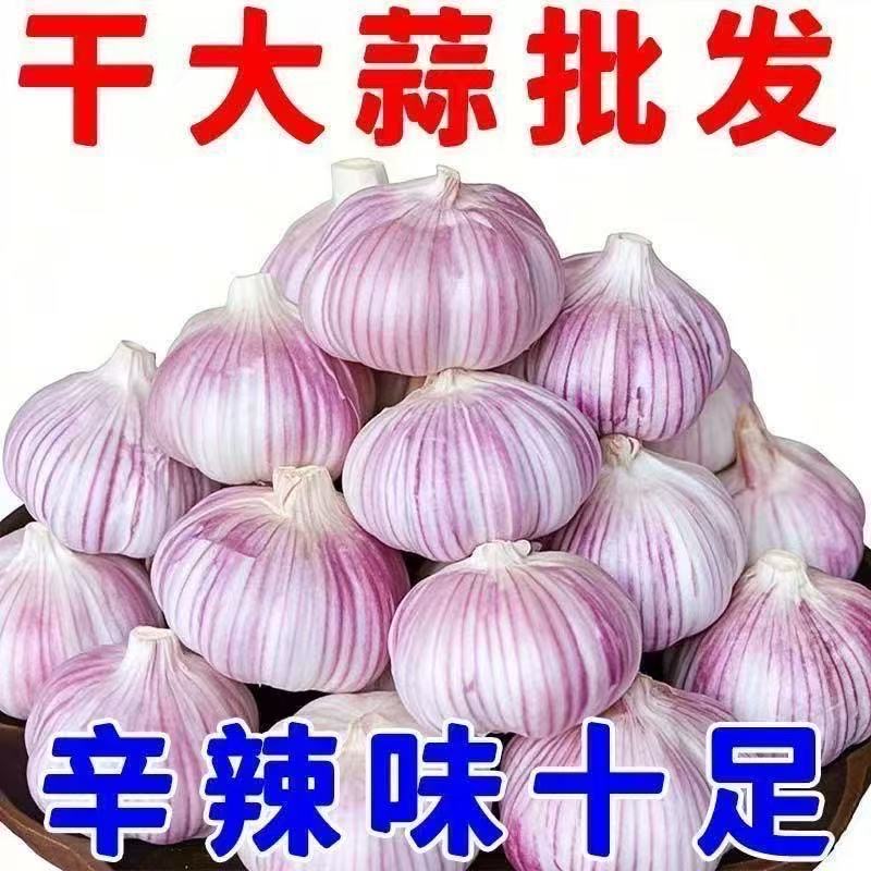 2025年农家新干蒜大蒜头贵州农家自种紫白皮大蒜做腊八蒜3/5斤