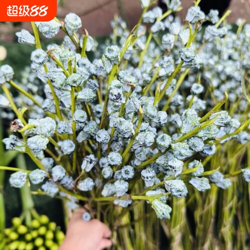 尤加利果干花摆设|超1.2万次加购