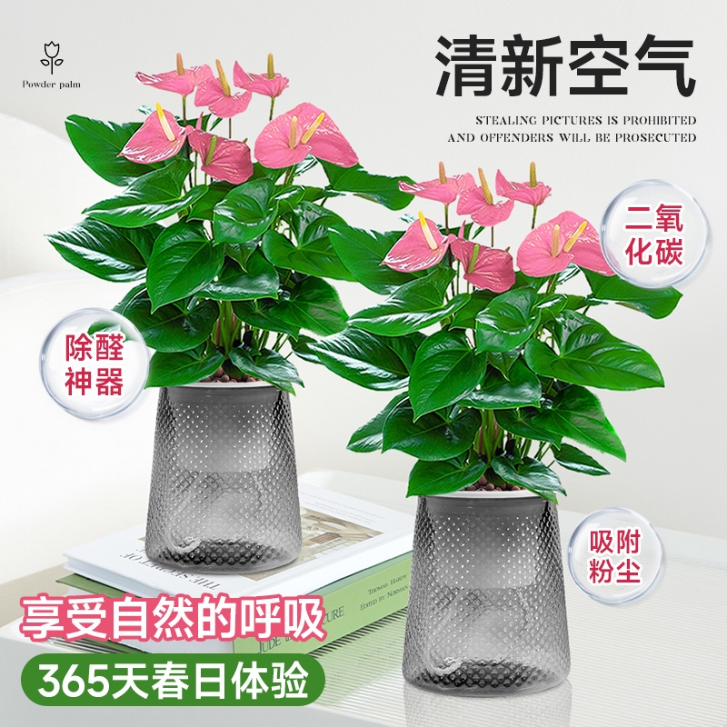水培植物粉掌盆栽带花红掌