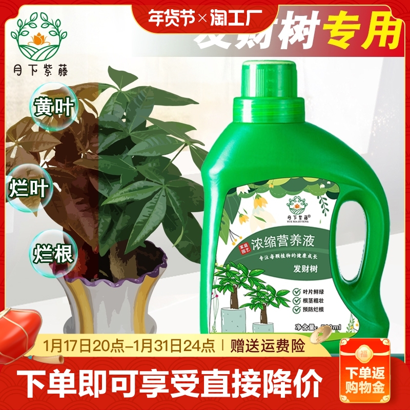 发财树营养液专用肥花肥料室内盆栽植物金钱树土水培通用绿植家用