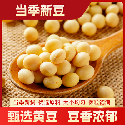 【豆浆专用豆】当季新豆东北黄豆豆香味浓出浆率高耐煮豆脂丰富