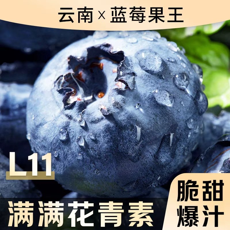 蓝莓云南新鲜水果应当季现摘特大果礼盒一颗超大花香自提好吃的