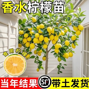 香水柠檬树苗盆栽带果室内无籽四季柠檬苗食用柠檬树果苗庭院结果