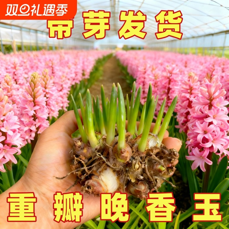 重瓣香水晚香玉种球大花浓香四季花卉耐寒盆地栽绿植懒人易成活花