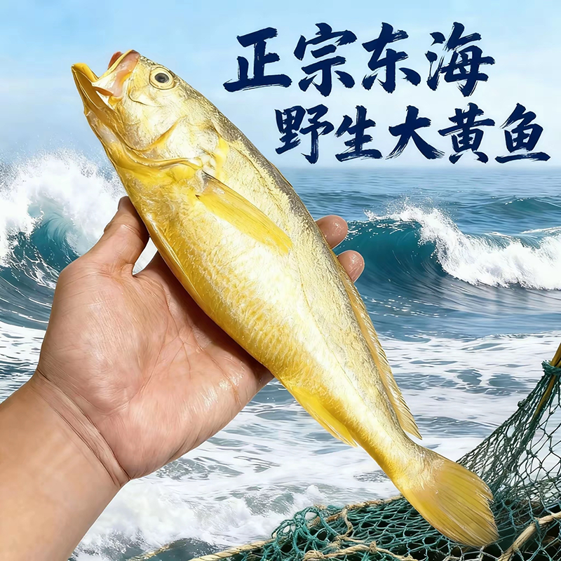 大黄鱼新鲜鲜活速冻海鲜水产海捕海钓大黄花鱼深海鱼