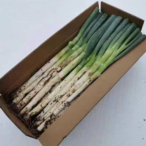 新鲜大葱正宗山东铁杆苯葱带皮去半叶葱花毛葱