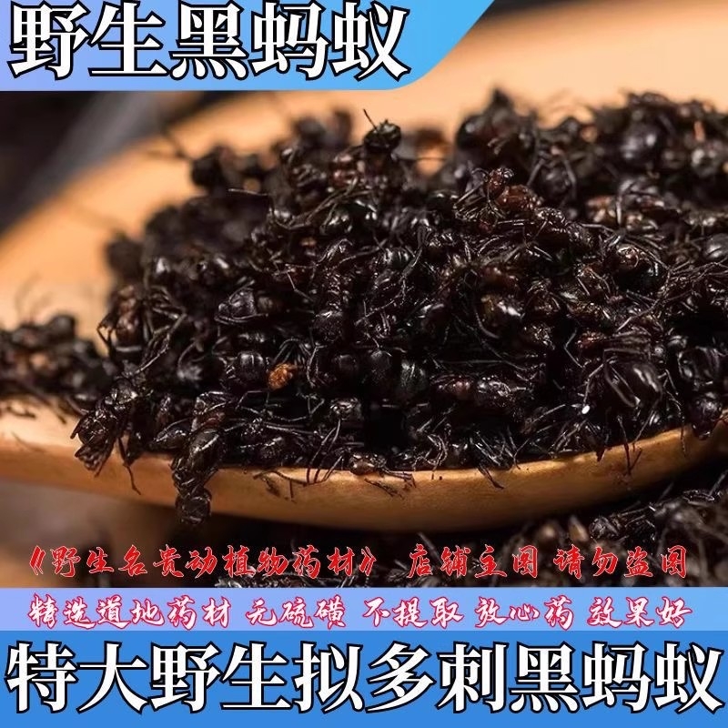 正宗广西横县野生黑蚂蚁中药材拟黑多刺蚁正宗蚂蚁干黑蚂蚁粉泡酒
