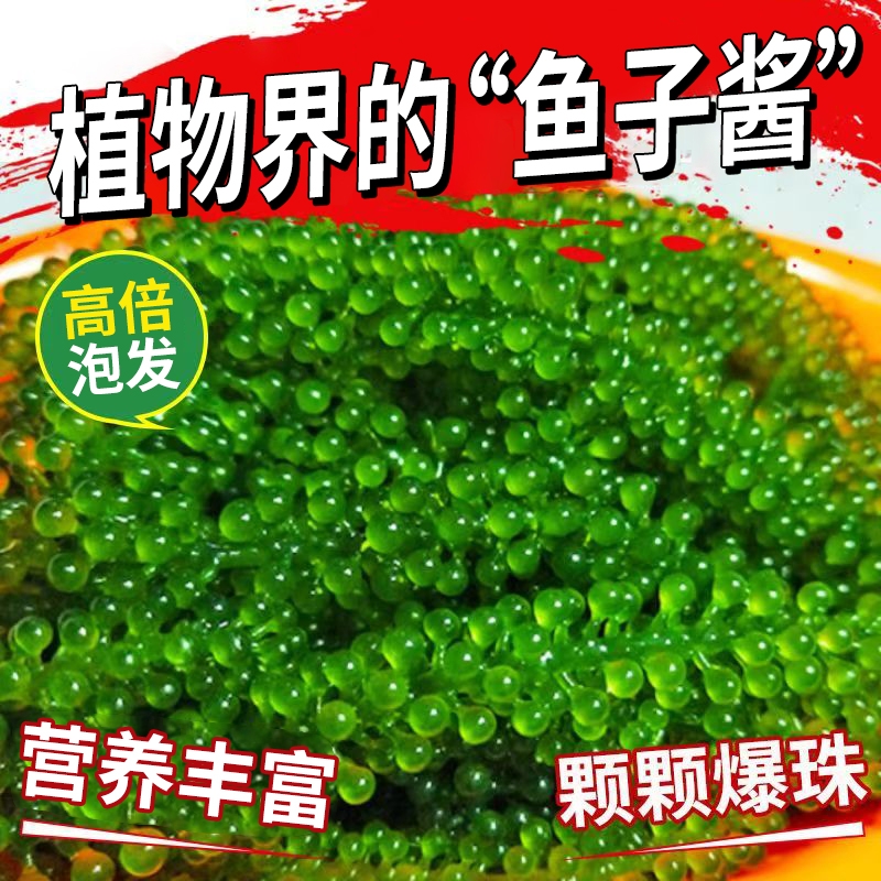 海葡萄即食盐渍海带海洋蔬菜绿色鱼子酱海藻凉拌菜寿司涮火锅食材