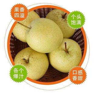 脆甜爆汁鸭梨现摘现发 当季新鲜水果 非砀山梨雪梨
