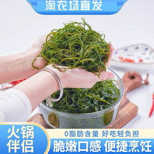藻类海带马尾藻藻新鲜鞭炮笋鲜凉拌菜火锅料带头茬海嫩菜零食
