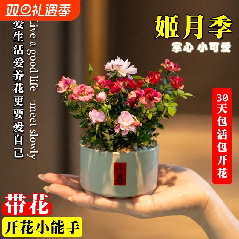 带花苞姬月季阳台桌面水培好养花卉苔藓球鲜花绿植盆栽开花花期