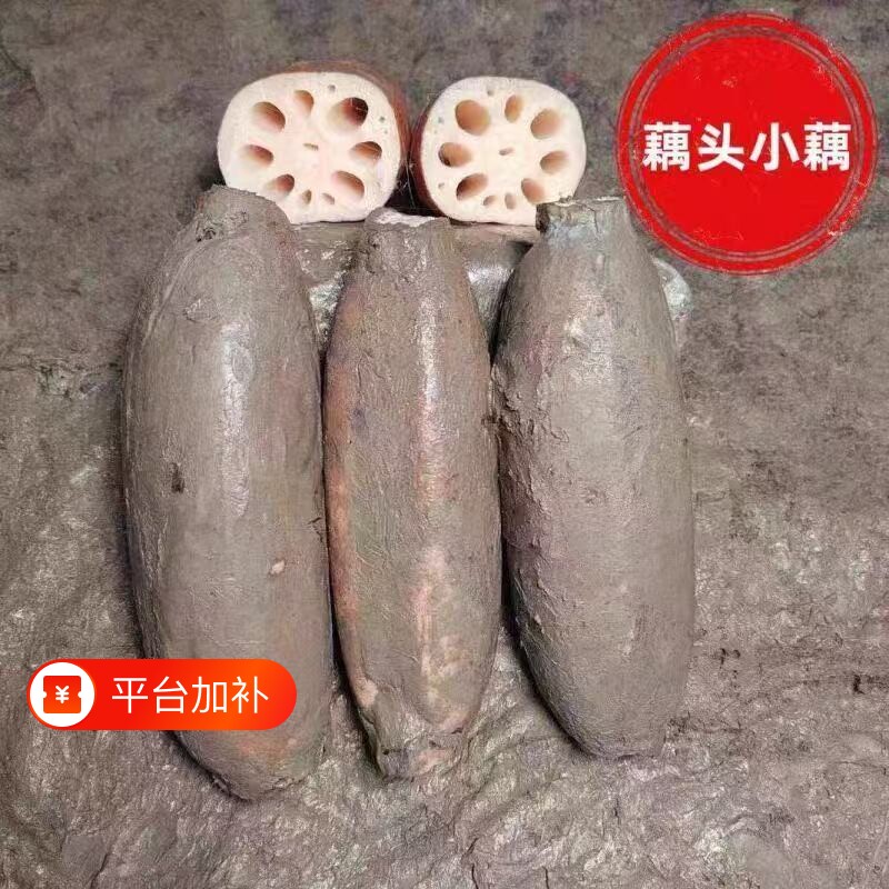 洪湖莲藕小节粉藕藕头小藕粉糯香甜煲汤粉藕洪湖粉藕小节莲藕