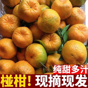 精选云南高山椪柑新鲜芦柑水果当季水果现摘碰柑整箱纯甜绿色果园