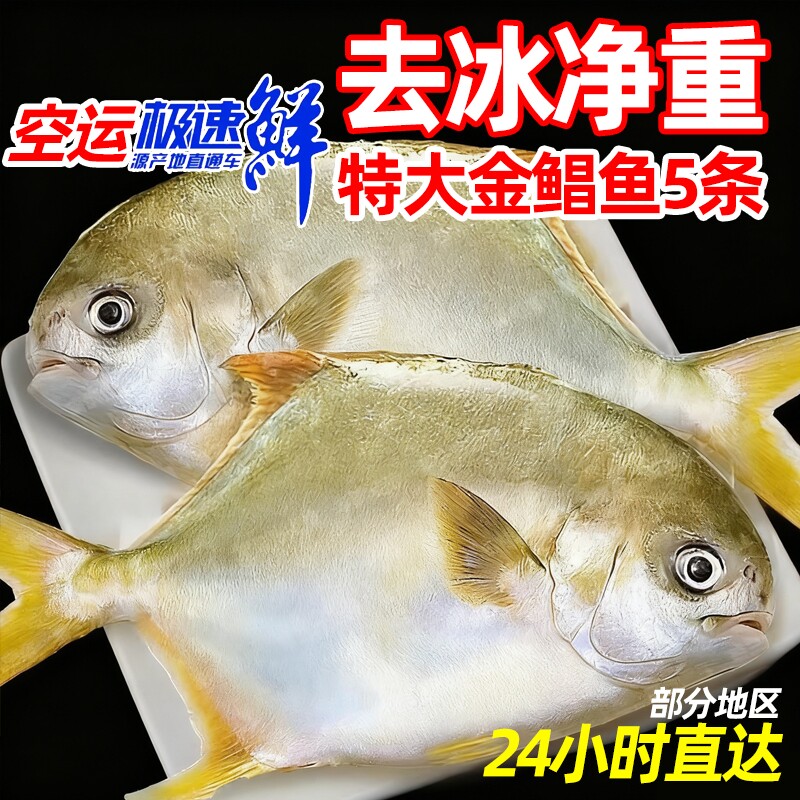 新鲜金鲳鱼 5斤鲜活速冻海鲜水产海鱼银鲳鱼大个海鱼金昌航空包邮