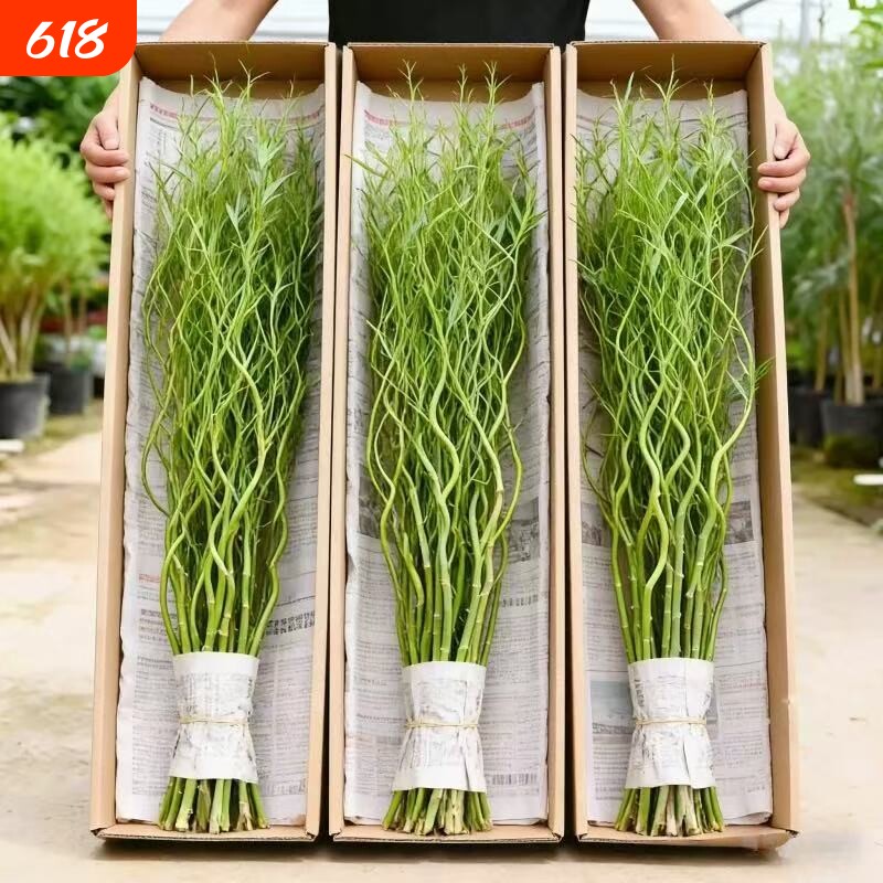 龙柳鲜枝水培植物雪柳带花苞柳条枝客厅绿植花卉室内盆栽好养水养