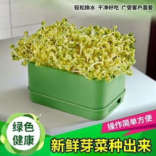 育苗盘种植发芽盆大容量家用豆芽机发豆芽专用盆神器生黄绿豆芽罐