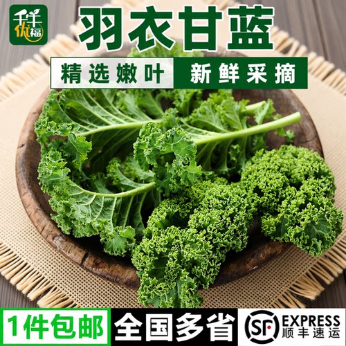 新鲜羽衣甘蓝嫩叶kale轻食蔬菜