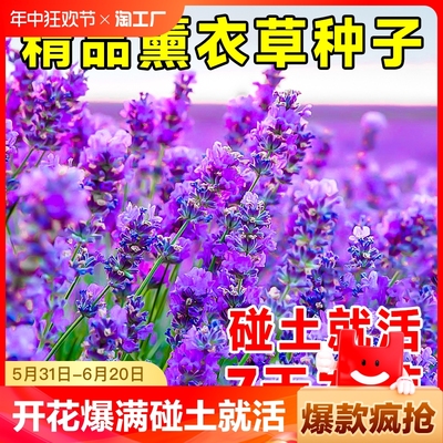 薰衣草花籽盆栽四季开种子