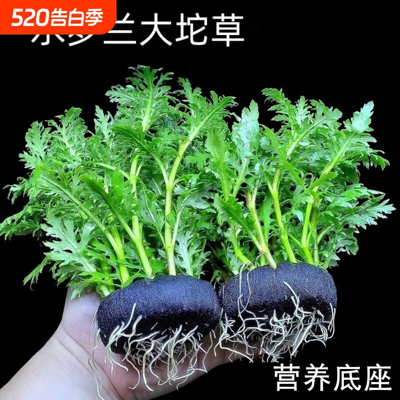 DIY植物水罗兰坨草鱼缸造景真水草阴性新手懒人生态造景净水增氧