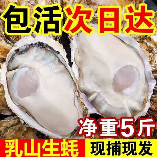 产地直发乳山鲜活大生蚝/海蛎子新鲜牡蛎带壳海鲜水产特大商用