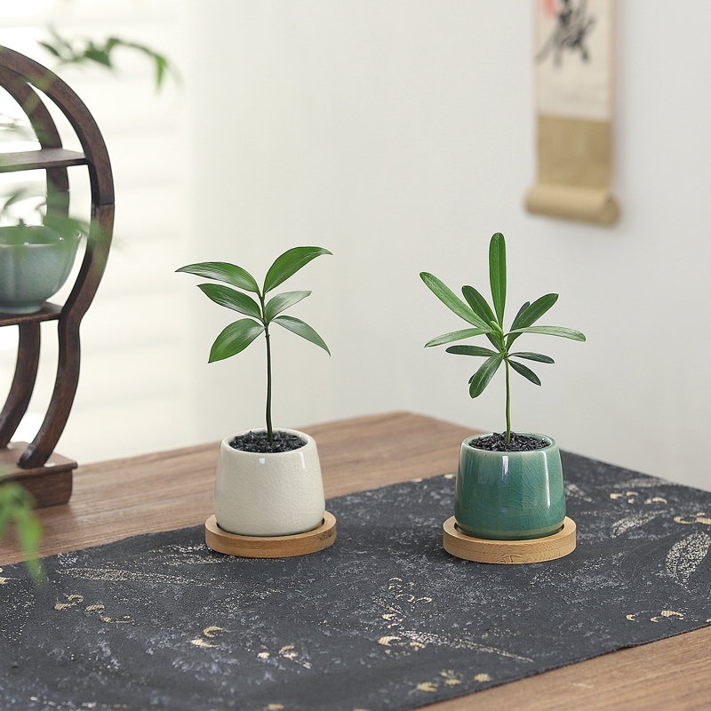 罗汉松客厅室内好养易活