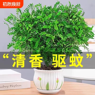 清香木盆栽驱蚊草胡椒木树苗老桩盆景九里香绿植客厅办公桌卧室