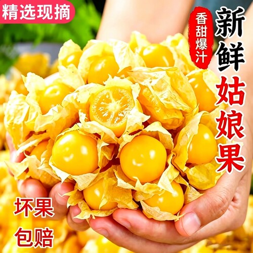 东北姑娘果新鲜菇娘果灯笼果