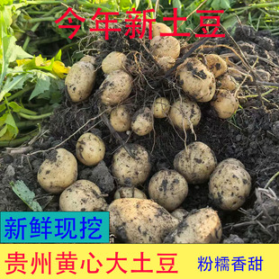 正宗贵州黄心粉面土豆黄土高原黄心大土豆马铃薯新鲜蔬菜