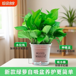 绿萝盆栽除甲醛净化空气室内办公室水培花卉绿植新房家用吸甲醛