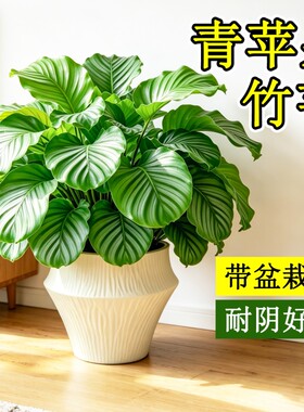 青苹果竹芋盆栽大叶室内客厅高级感绿植净化空气耐阴好养观叶植物