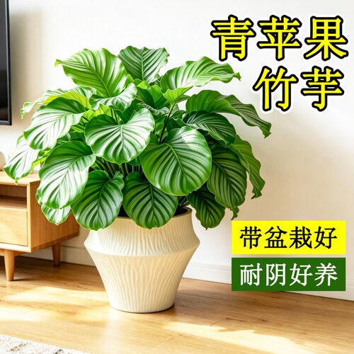 青苹果竹芋盆栽大叶室内客厅高级感绿植净化空气耐阴好养观叶植物