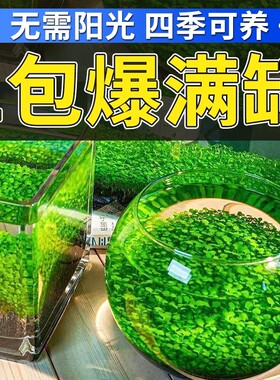 迷你牛毛毡水草种籽种子