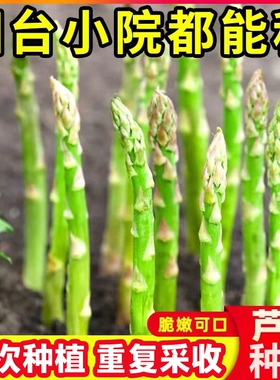 芦笋种根绿色芦笋苗种子阳台庭院盆栽地载种植多年生蔬菜苗根苗种