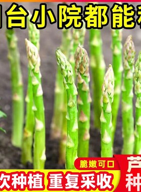 芦笋种根苗阳台庭院花卉绿植盆栽