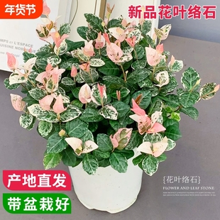 花叶络石 四季常绿好养黄金落石观叶阳台庭院吊兰爬藤绿植盆栽苗