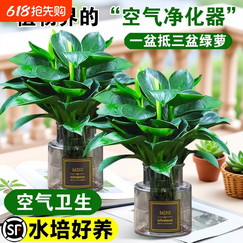 金钻绿公主盆栽带花苞绿箩萝水培植物办公室内花卉绿植四季好养活