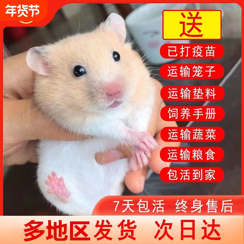 仓鼠活物送笼子已打疫苗金丝熊小苍鼠银狐布丁奶茶鼠宠物人工养殖,宠物/宠物食品及用品,笼子,淘宝优惠券,粉丝福利购,淘宝优惠卷