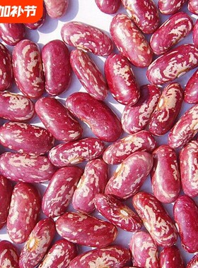 紫花芸豆红花芸豆腰豆