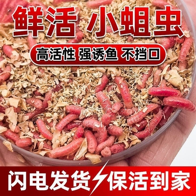 红虫活饵料野钓大板鲫鲜活红蛆虫