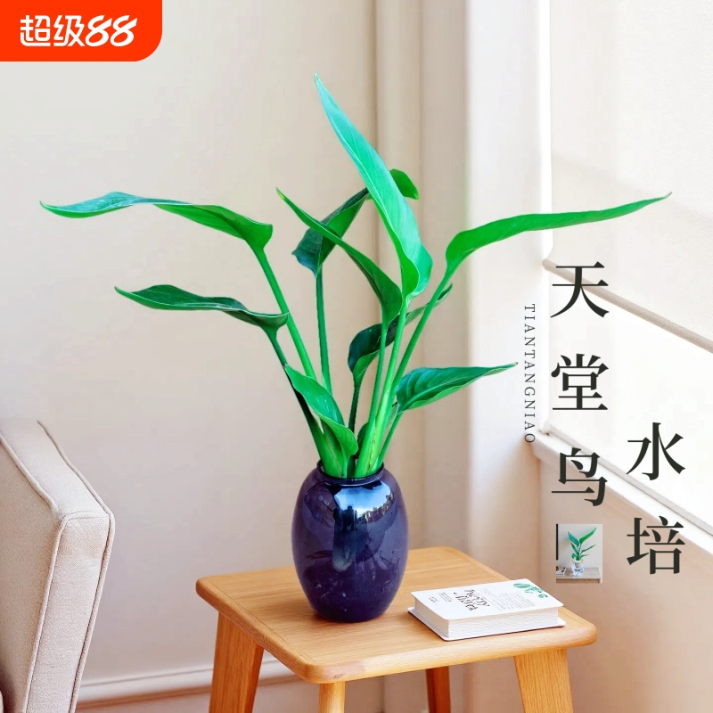 水培天堂鸟盆栽室内客厅植物净化空气观叶四季常青花卉龟背竹绿植