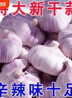 2026年新蒜头山东蒜紫皮大蒜头干蒜批发农家蒜头干大蒜新鲜紫蒜
