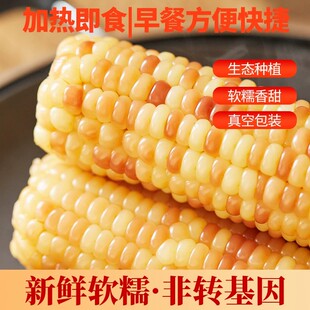 云南西双版纳香糯小玉米新鲜甜糯玉米棒开袋即食早餐散装小花低脂
