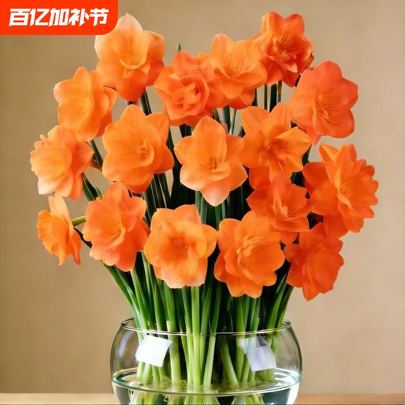 冬季爆款重瓣水仙盆栽花卉夜来香耐寒四季开花年宵花水培客厅阳台