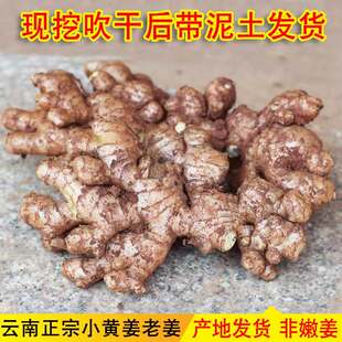 云南正宗小黄姜老姜新鲜生姜姜母农家自种土黄姜非种子姜月子干姜