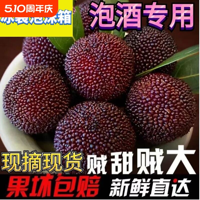 新鲜现摘现发福建浮宫杨梅新鲜杨梅早梅硬丝孕妇水果当季采摘泡酒