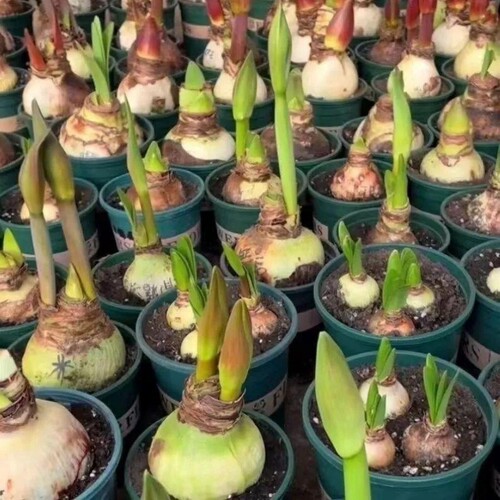 荷兰进口重瓣朱顶红种球室内外盆栽花卉值物易活特大开花种植花盆