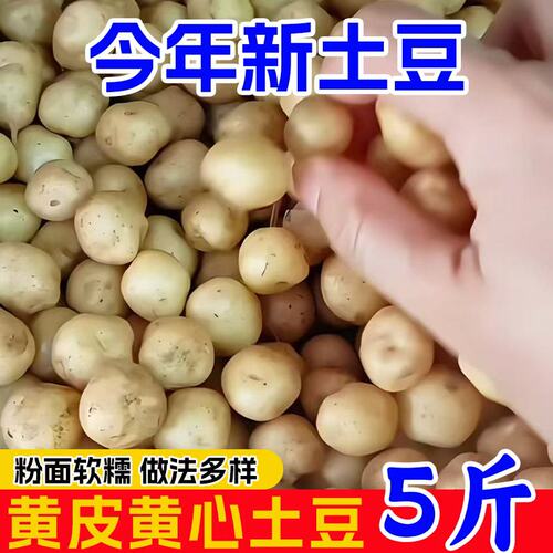 现挖恩施小土豆新鲜马铃薯